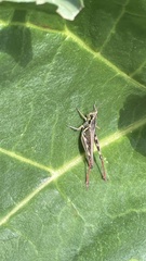 Melanoplinae