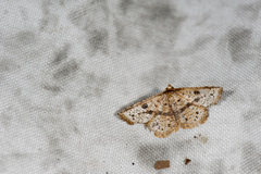 Striglina suzukii