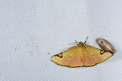 Camptochilus bisulcus