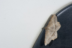 Chiasmia monticolaria