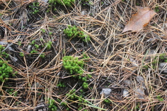 Syntrichia ruralis