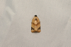 Neocalyptis liratana