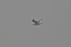 Larus fuscus barabensis