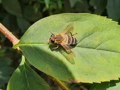 Helophilus eristaloidea