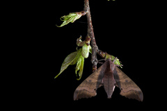 Marumba gaschkewitschii gressitti