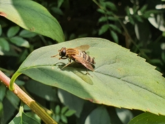 Helophilus eristaloidea