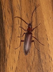 Oedemeridae