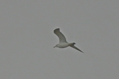 Larus fuscus barabensis