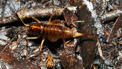 Hemiandrus