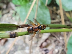 Gymnosoma rotundatum