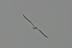 Larus fuscus barabensis
