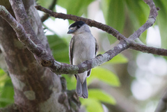Pachyramphus rufus