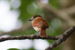 Pachyramphus rufus