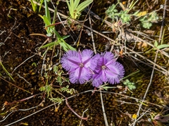 Thysanotus