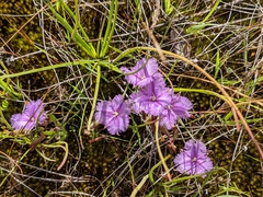 Thysanotus