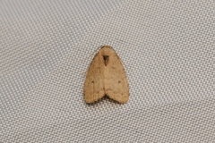 Anachrostis