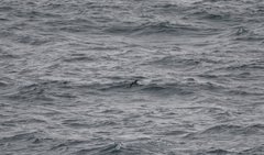 Procellariidae