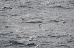 Procellariidae