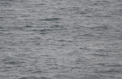 Pterodroma inexpectata