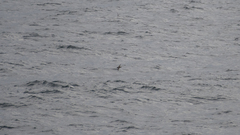 Procellariidae