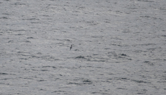 Pterodroma inexpectata