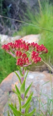 Crassula alba