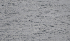 Pterodroma inexpectata