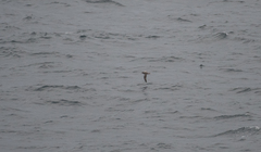 Procellariidae