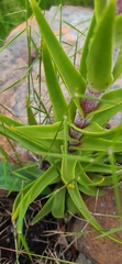 Crassula alba