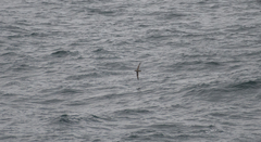 Procellariidae