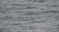 Pterodroma inexpectata