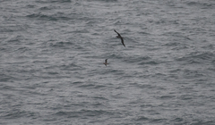 Procellariidae