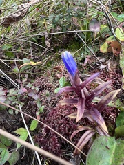 Gentiana linearis