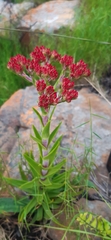 Crassula alba