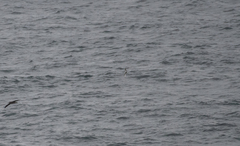 Pterodroma inexpectata