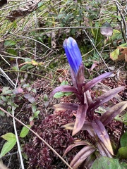 Gentiana linearis