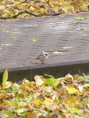 Motacilla alba