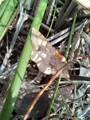 Taxeotis perlinearia