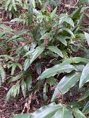 Alpinia intermedia
