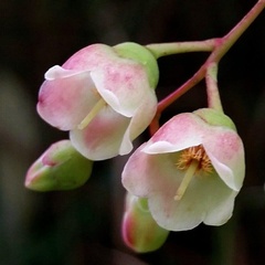Gaultheria leucocarpa