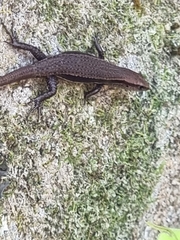 Lampropholis delicata