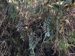 Gaultheria leucocarpa