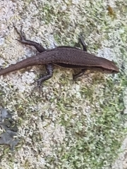 Lampropholis delicata