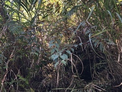 Gaultheria leucocarpa