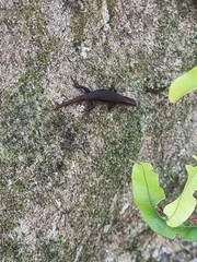 Lampropholis delicata