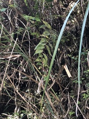 Gaultheria leucocarpa