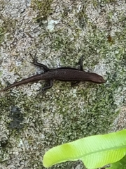 Lampropholis delicata