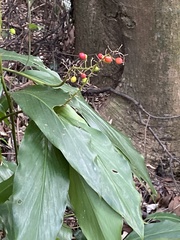 Alpinia intermedia