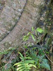 Lampropholis delicata