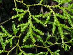 Lycopodium volubile